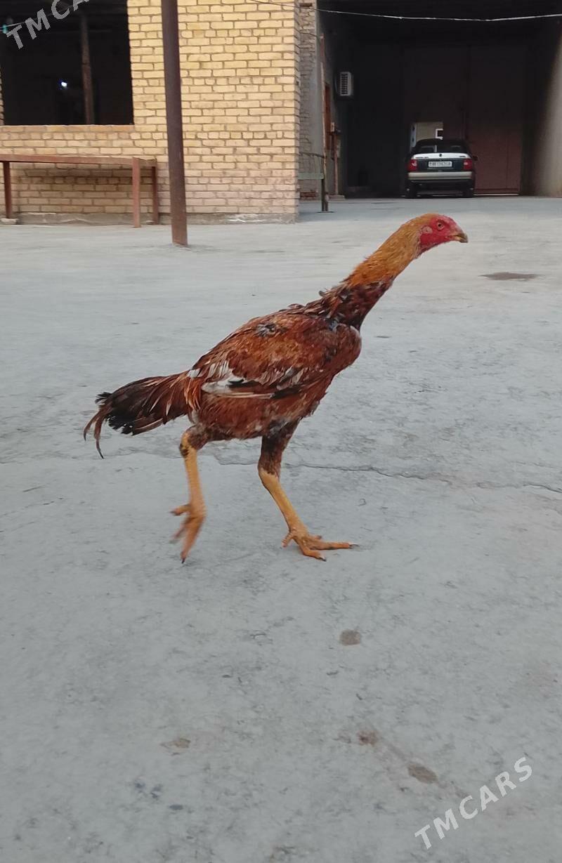 baysow - Çärjew - img 1