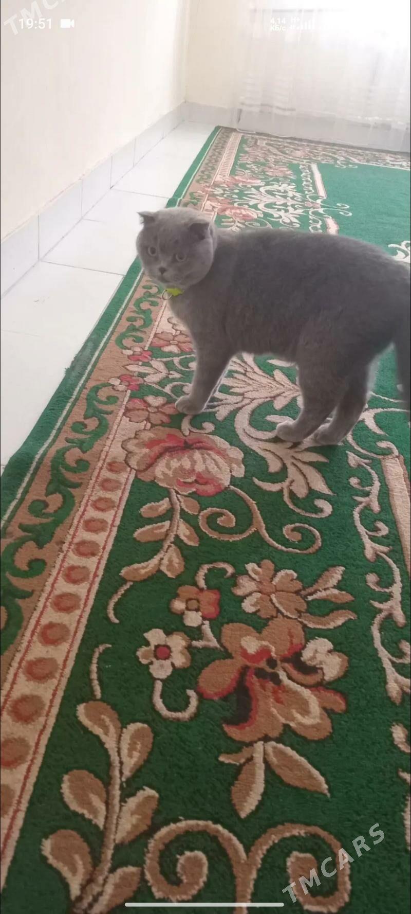 pisik wislauha - Туркменабат - img 1