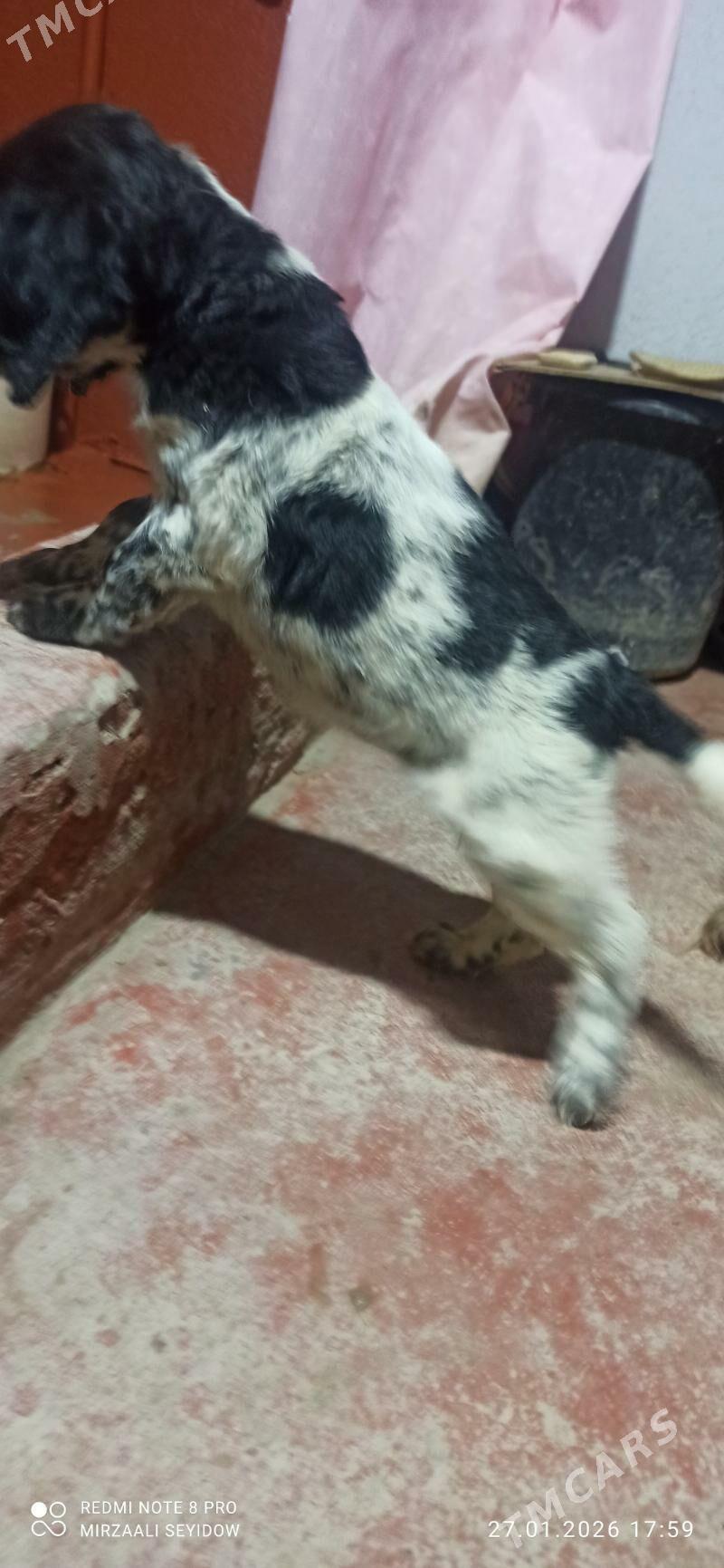 spanel - Дашогуз - img 1