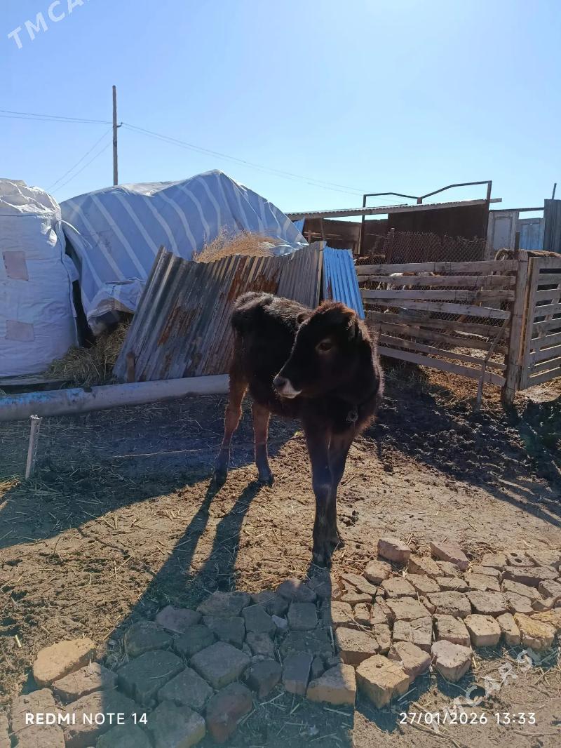 öküz we tüwe - Бабадайхан - img 1