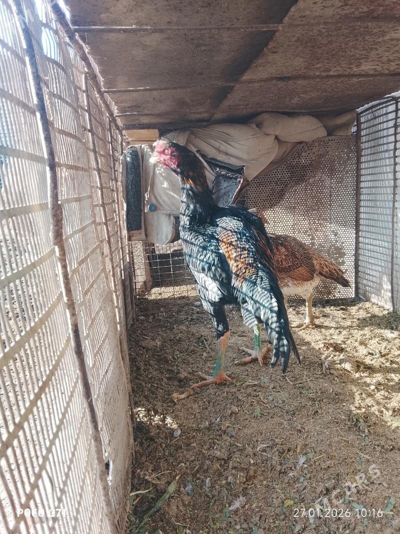 baysow - Çärjew - img 1