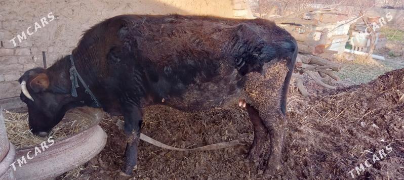 goleli sygyr - Теджен - img 1