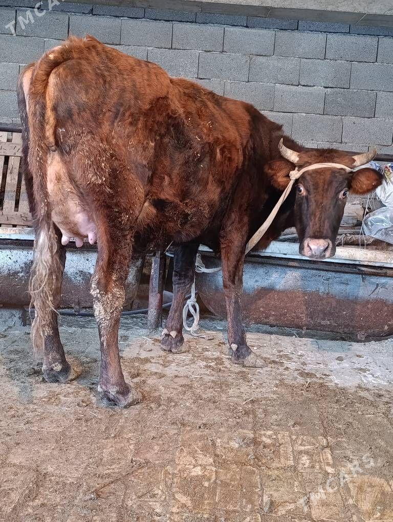 göleli sygyr - Гёкдепе - img 1