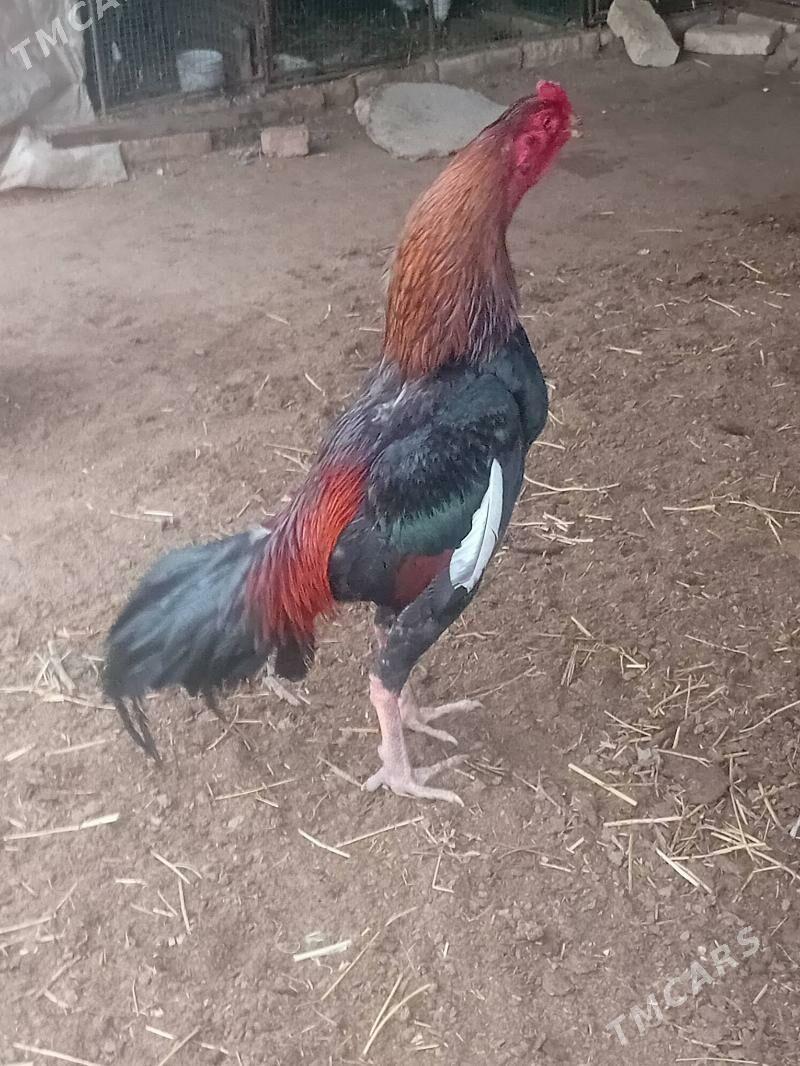 horaz - Türkmenabat - img 1