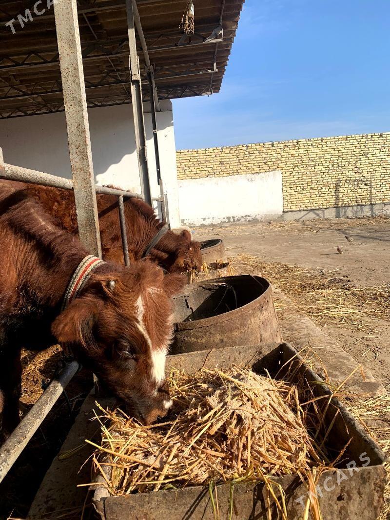 unajynlar - Туркменабат - img 1