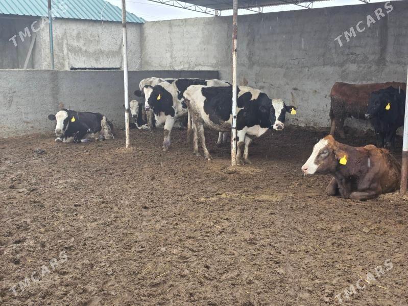 Sygyrlar - Бахарден - img 1