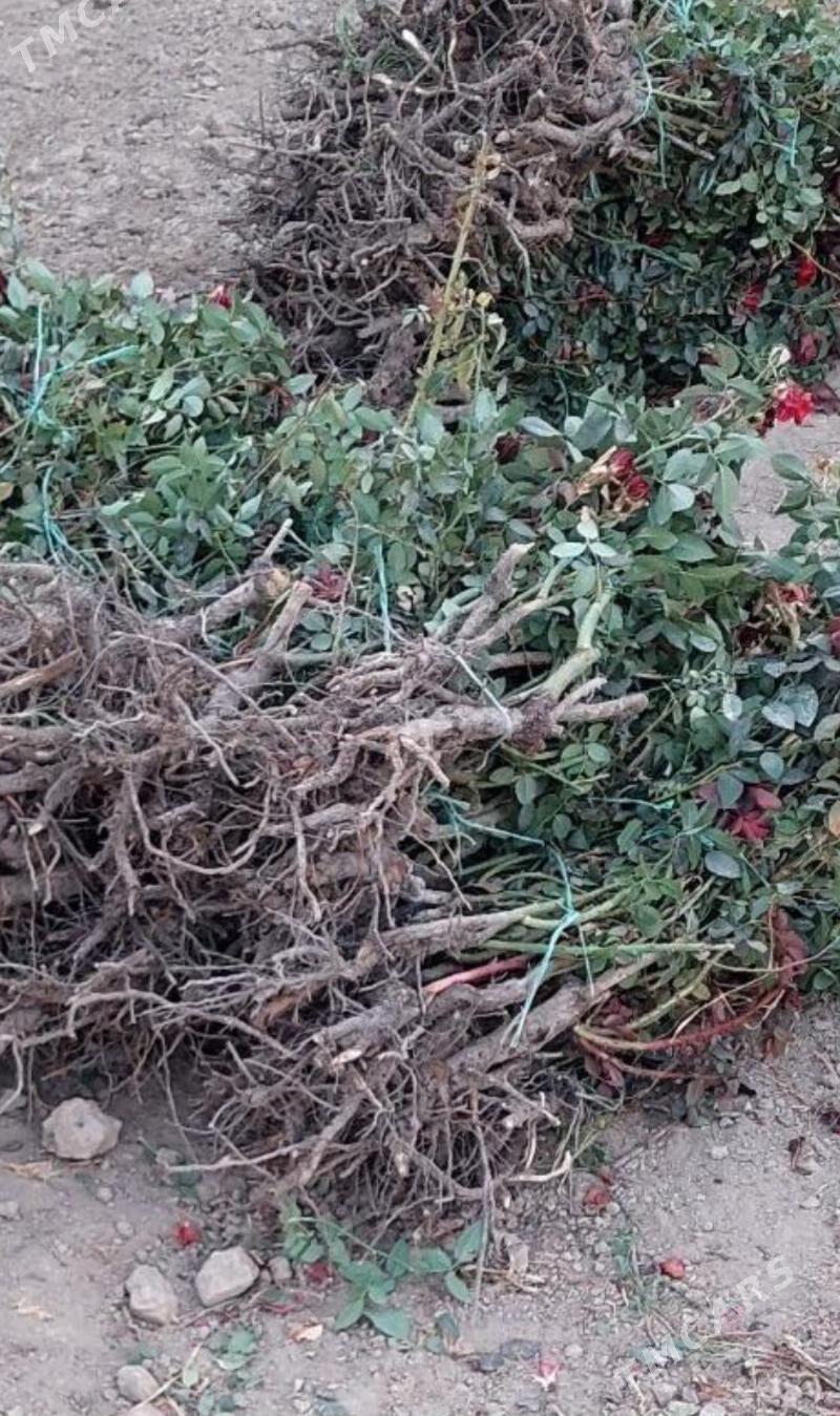 Tashkent Roza Gul - Туркменабат - img 1