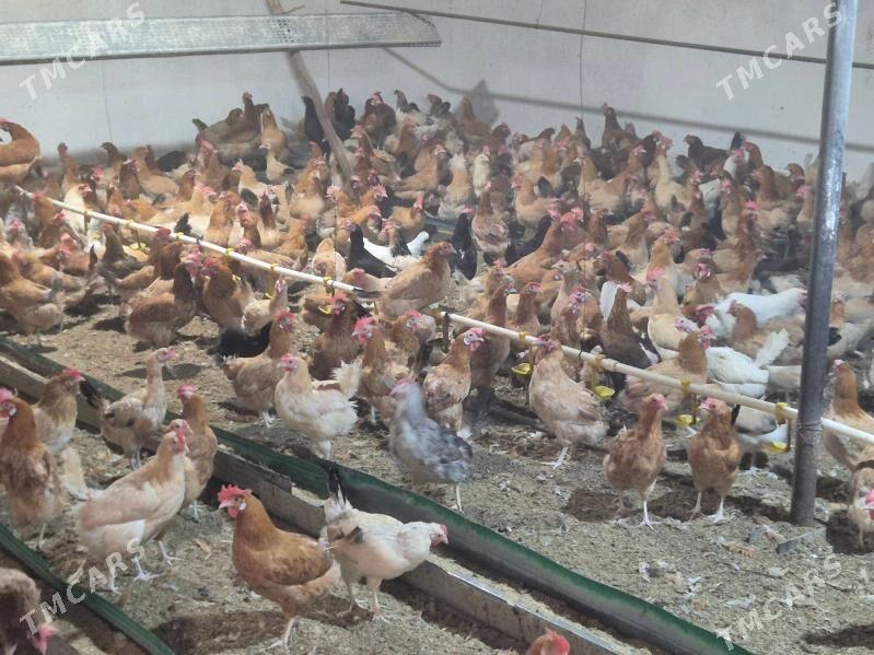 Towuk - Туркменабат - img 1