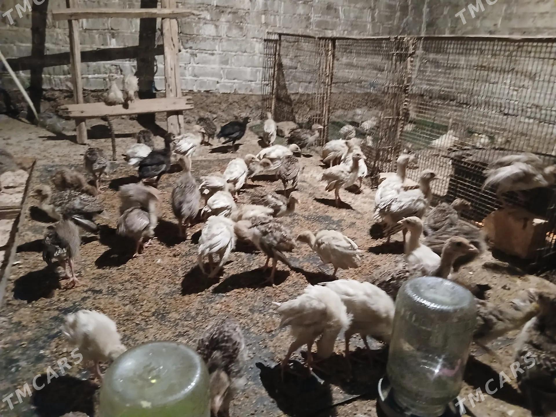 İnduk juyje - Теджен - img 1