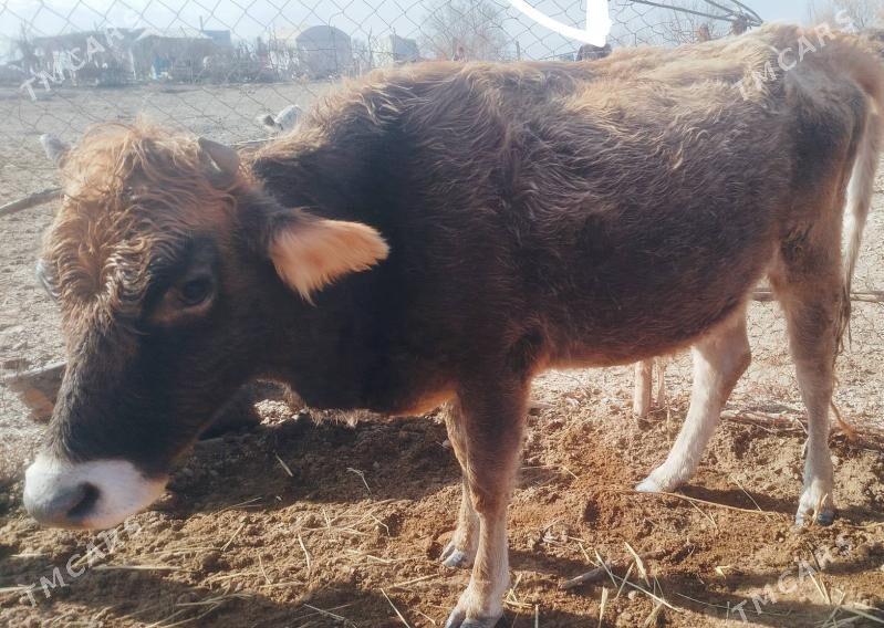 sygyr - Анев - img 1