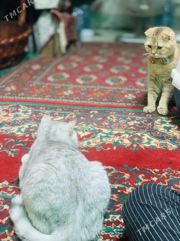 кот - Ашхабад - img 1