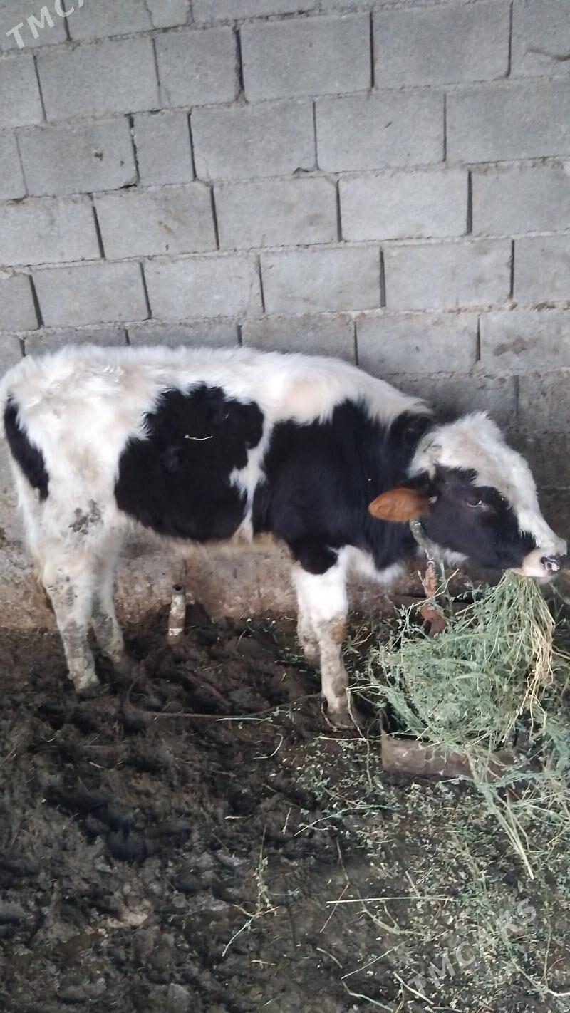 okuz gole simistal - Aşgabat - img 1