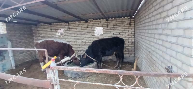 okiz - Векильбазар - img 1