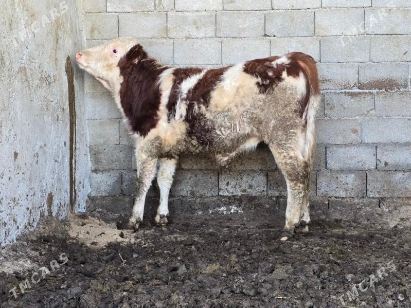 Simental arasaa gan - Койтендаг - img 1