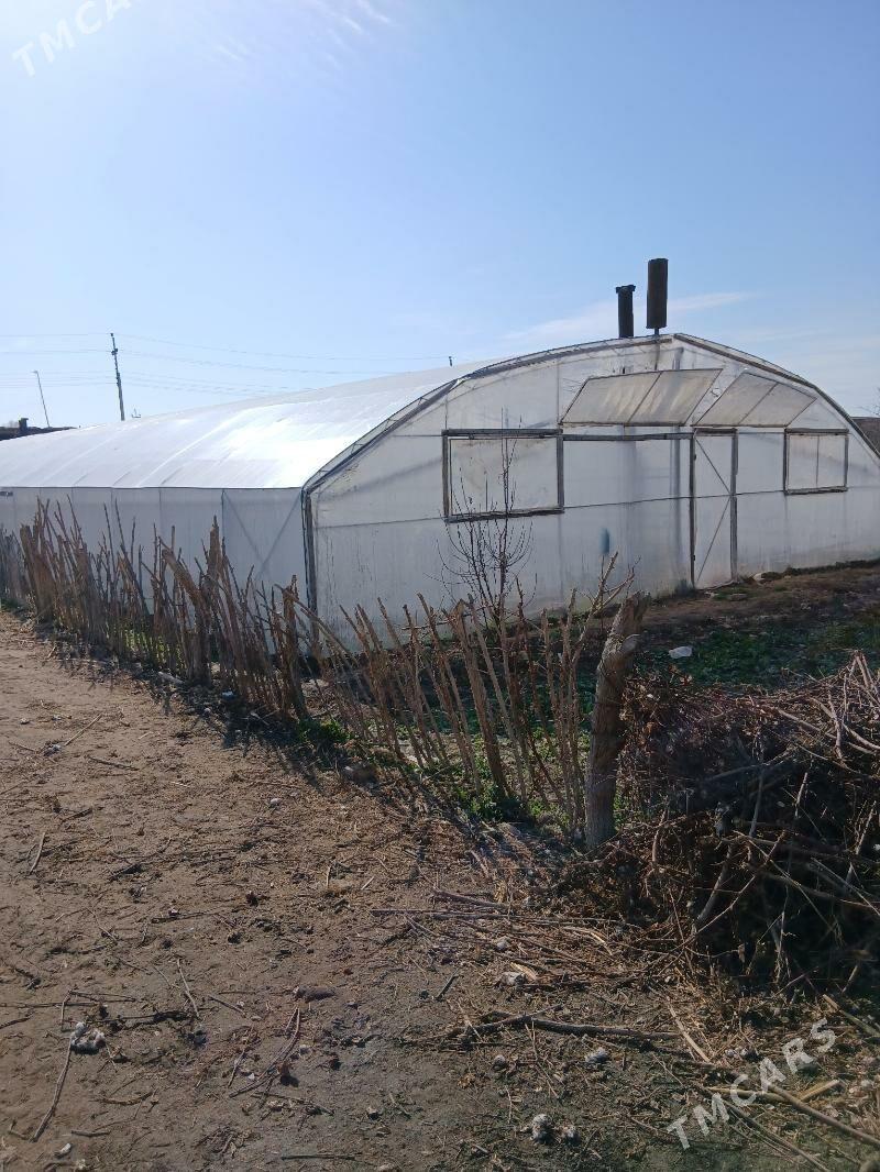 Teplitsa - Дянев - img 1