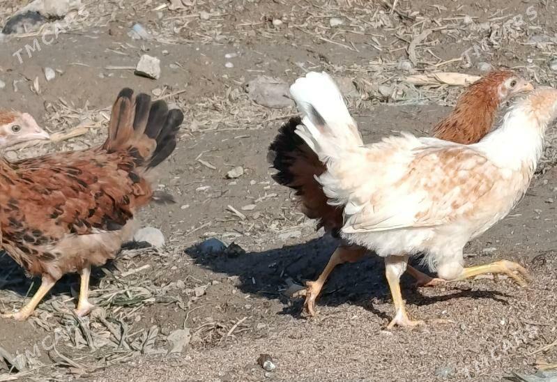 jüjeler - Büzmeýin - img 1