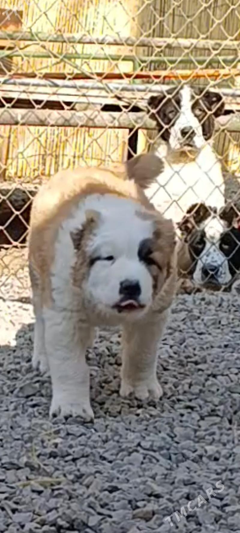 alabay - Bagyr - img 1