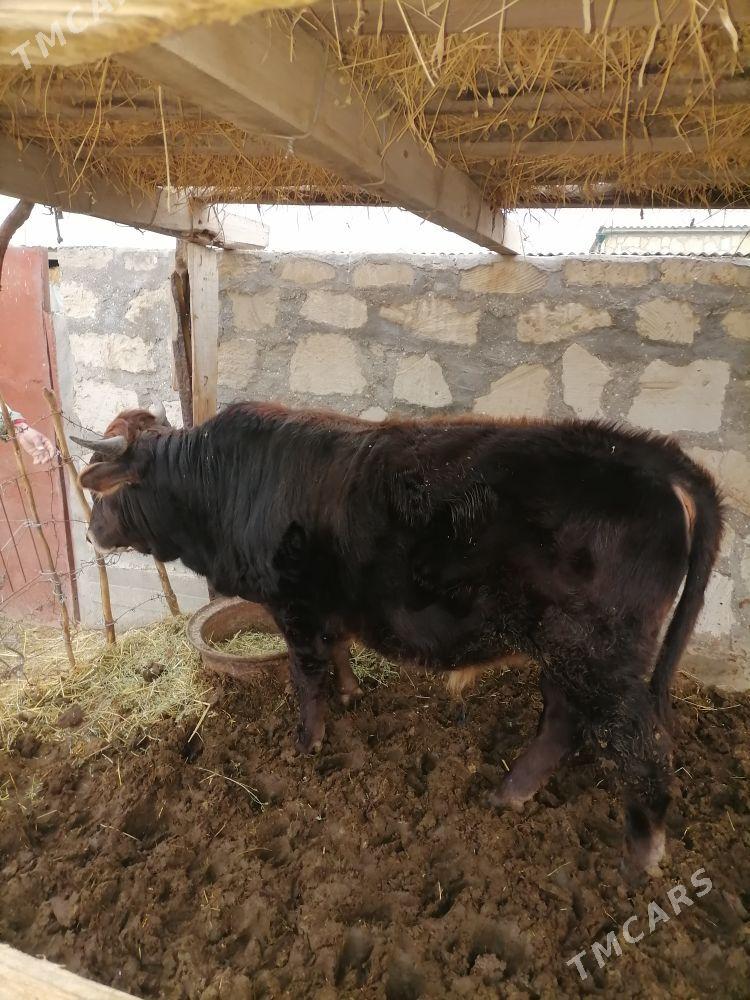 Öküz - Эсенгулы - img 1