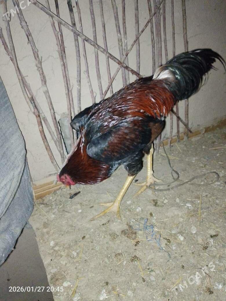 хораз - Шабатский этрап - img 1