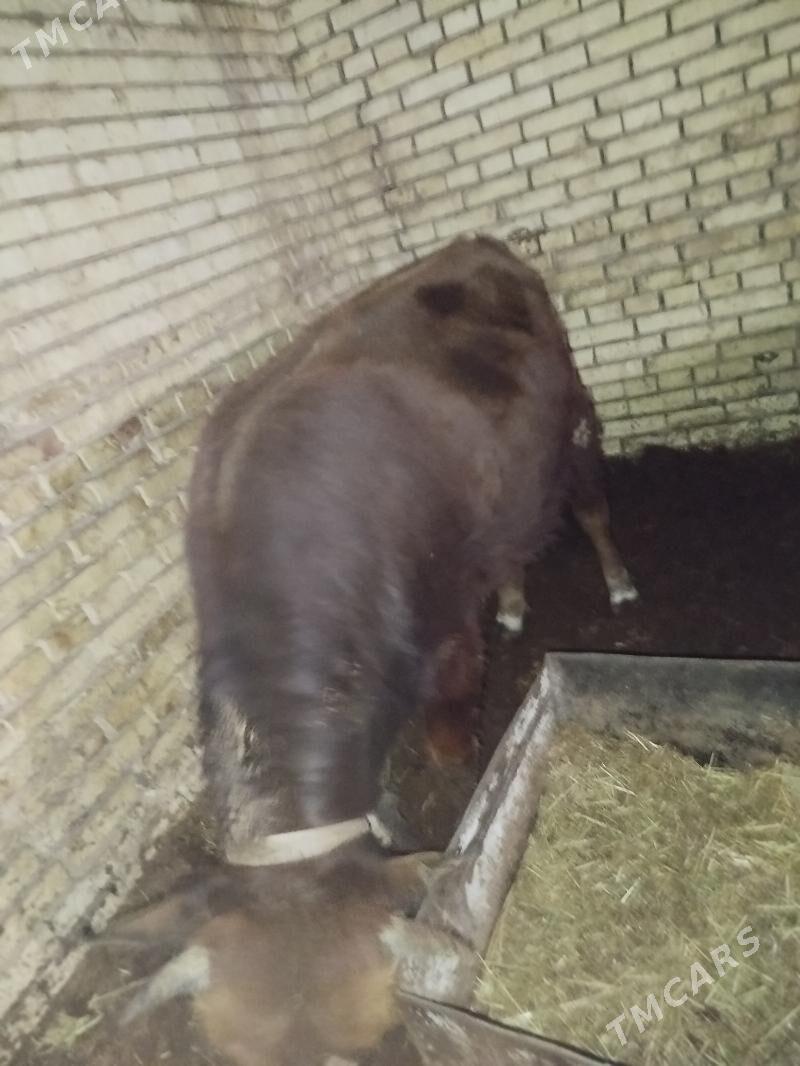 Öküz - Wekilbazar - img 1