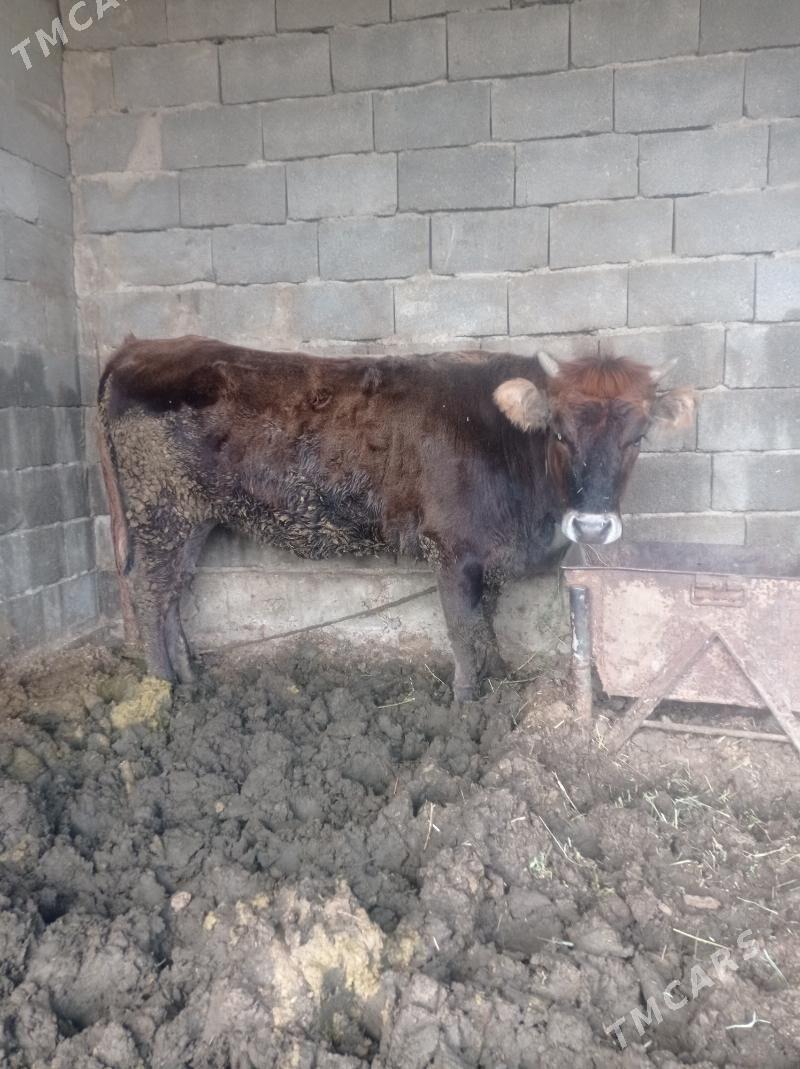 Tüwe - Bäherden - img 1