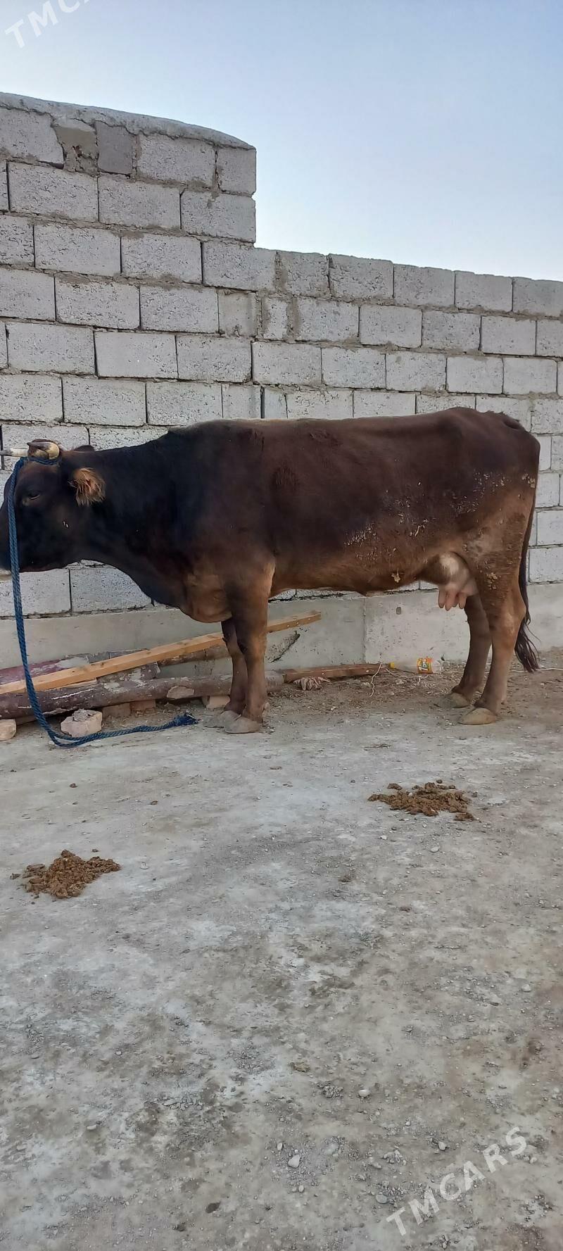 sygyr - Balkanabat - img 1