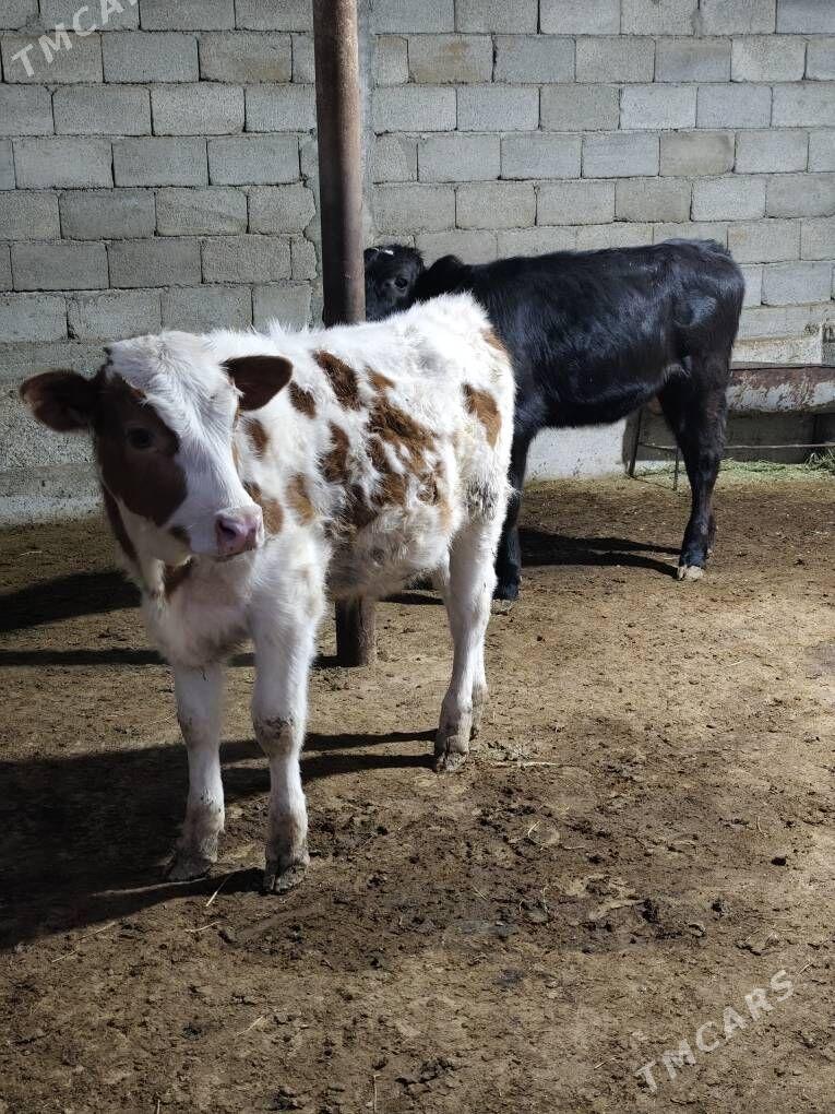 SÌMMENTAL WE ÇORNY GÕLELER - Анев - img 1