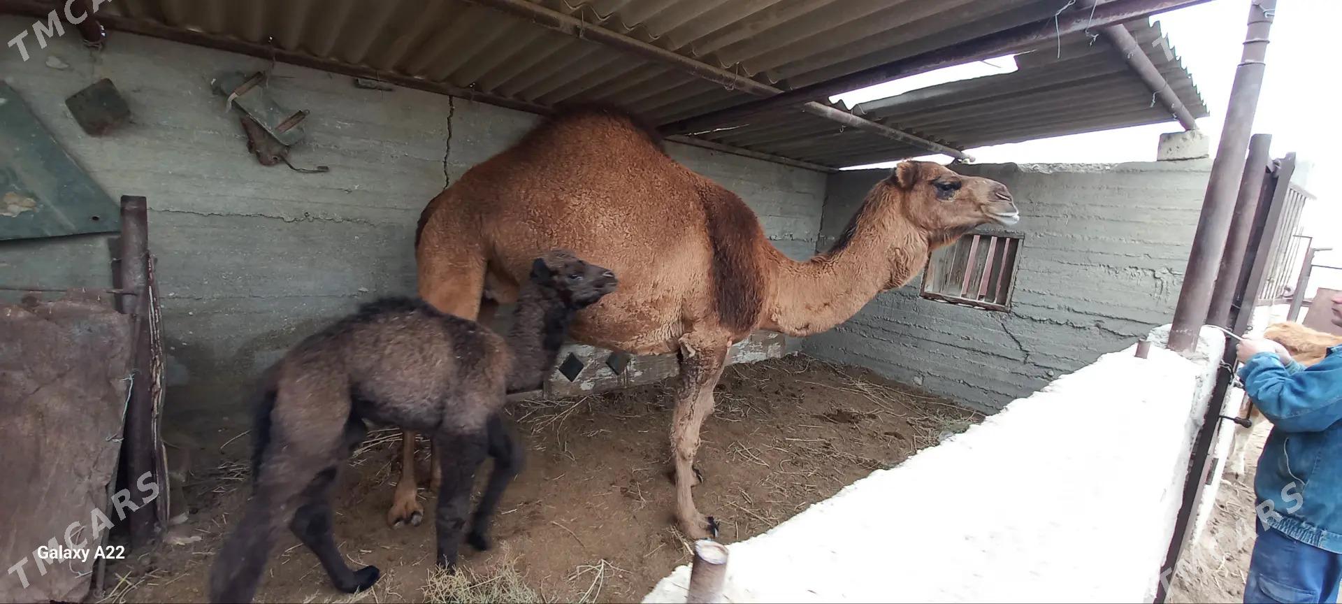 kosekli duye - Гумдаг - img 1