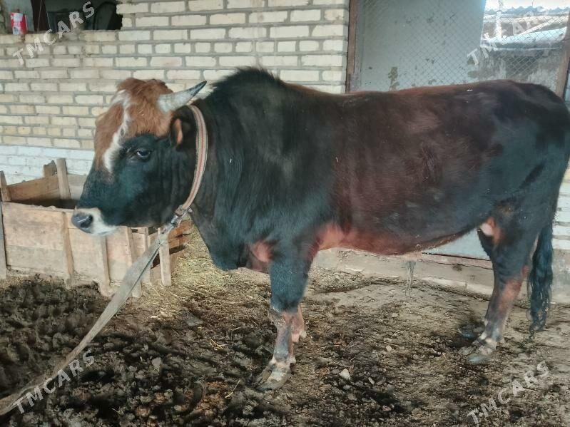 okuzler - Murgap - img 1