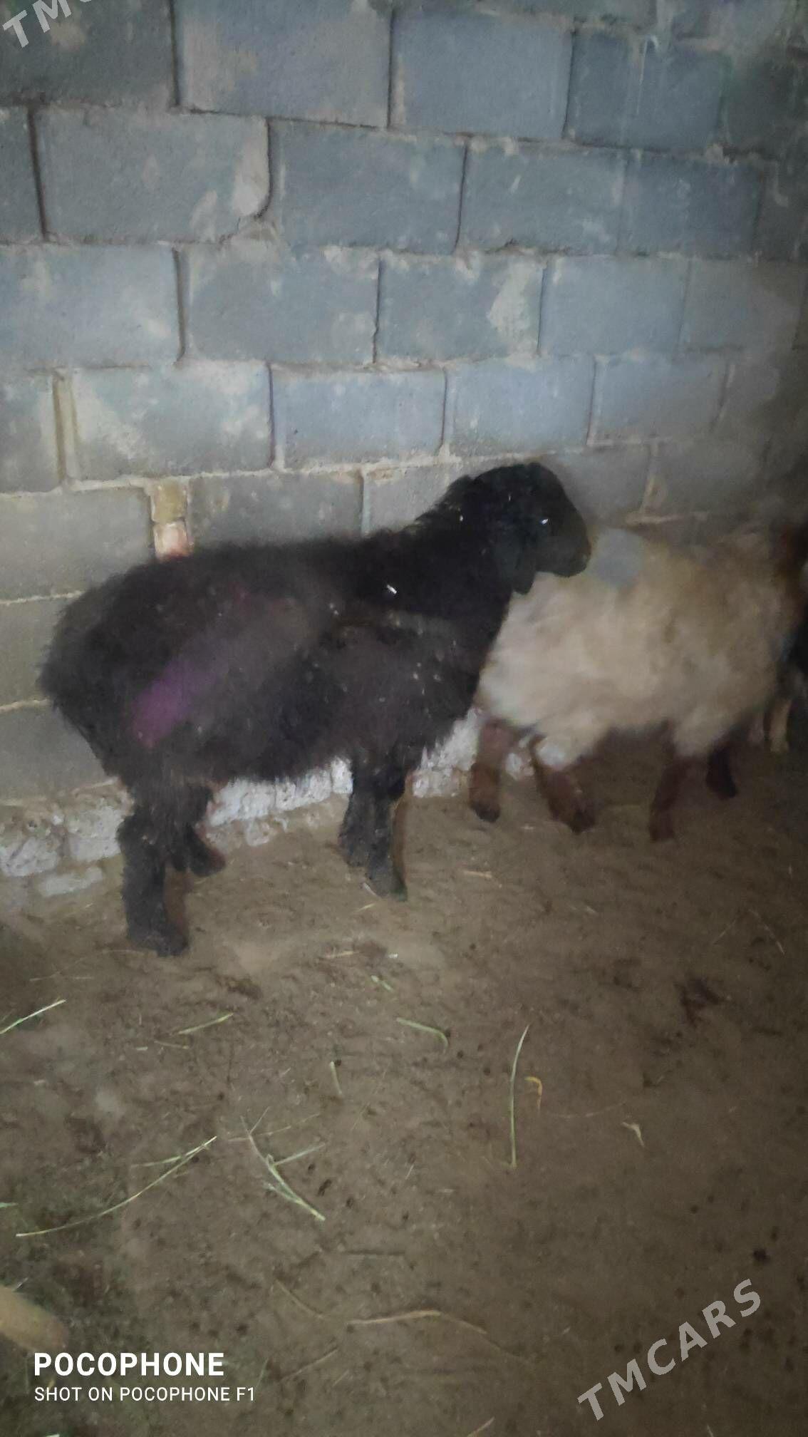 Tokly issek - Хитровка - img 1