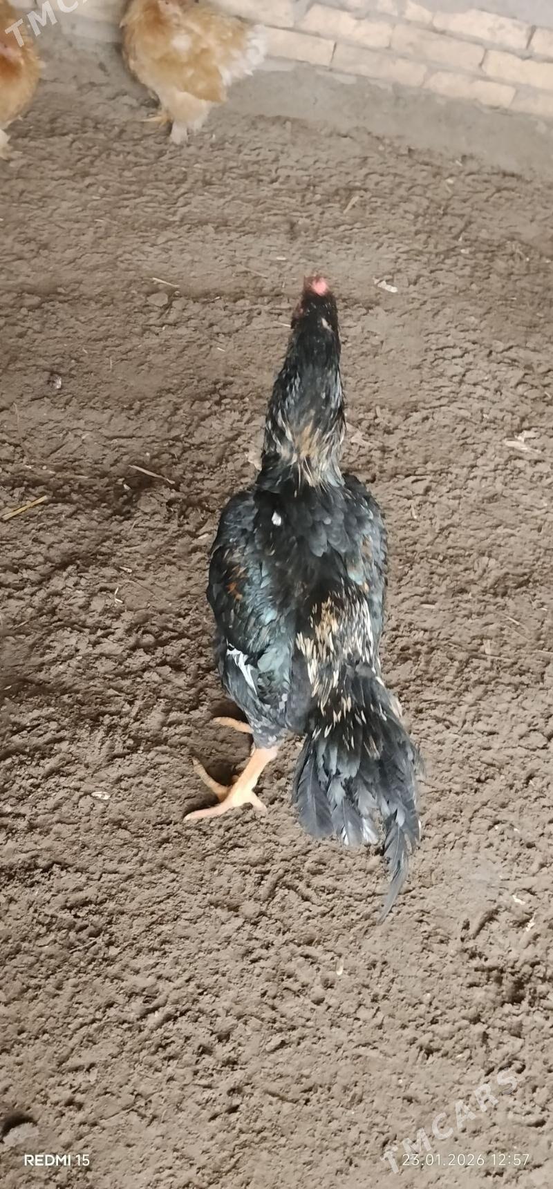 dakan horaz - Шабатский этрап - img 1