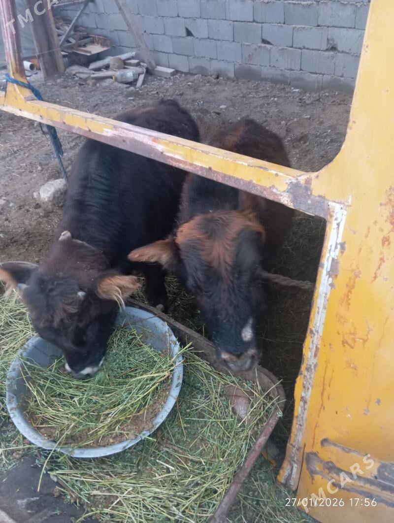 öküzler - Анев - img 1