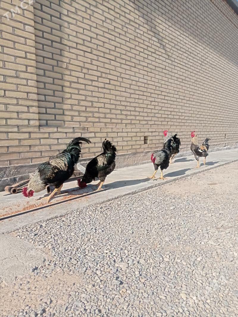 Paroda towuk horaz - Сакарчага - img 1