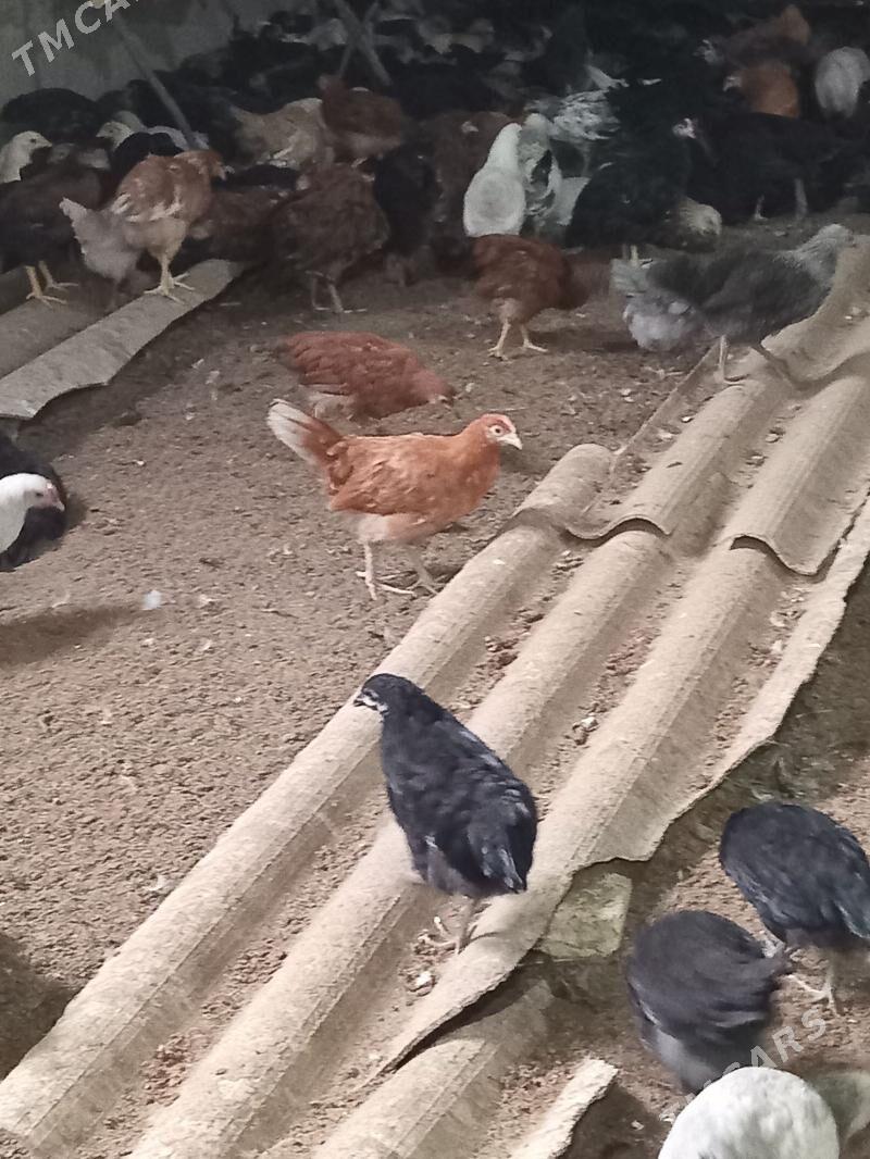 jüje3 4 aýlyk. - Векильбазар - img 1