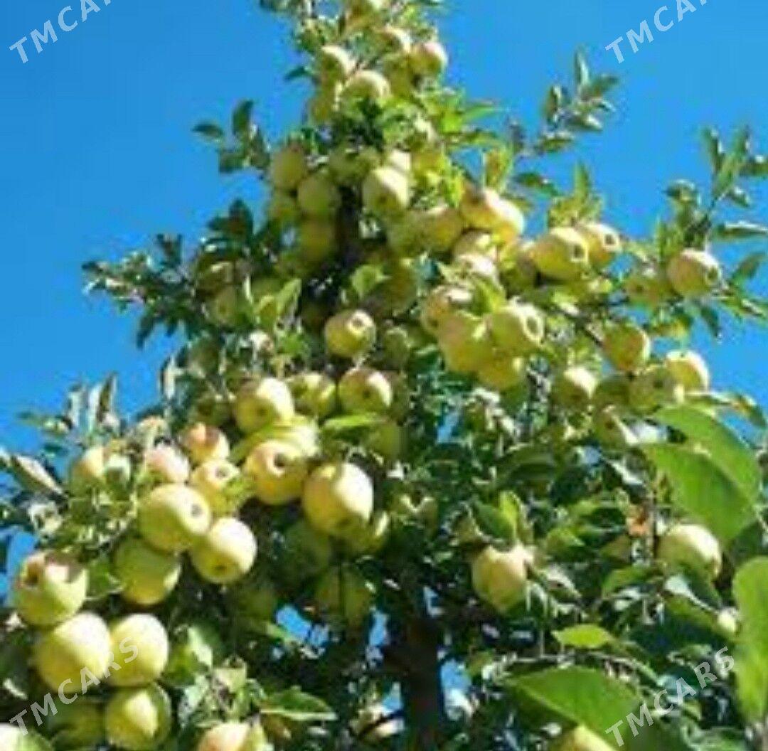 miweli baglar - Ашхабад - img 1