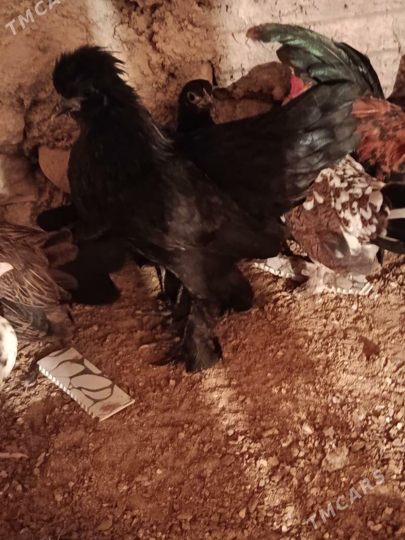 karlik - Balkanabat - img 1