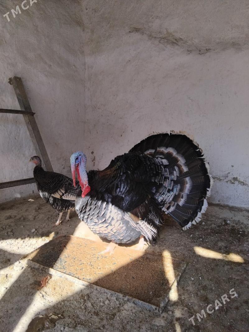 induk erkek - Кака - img 1