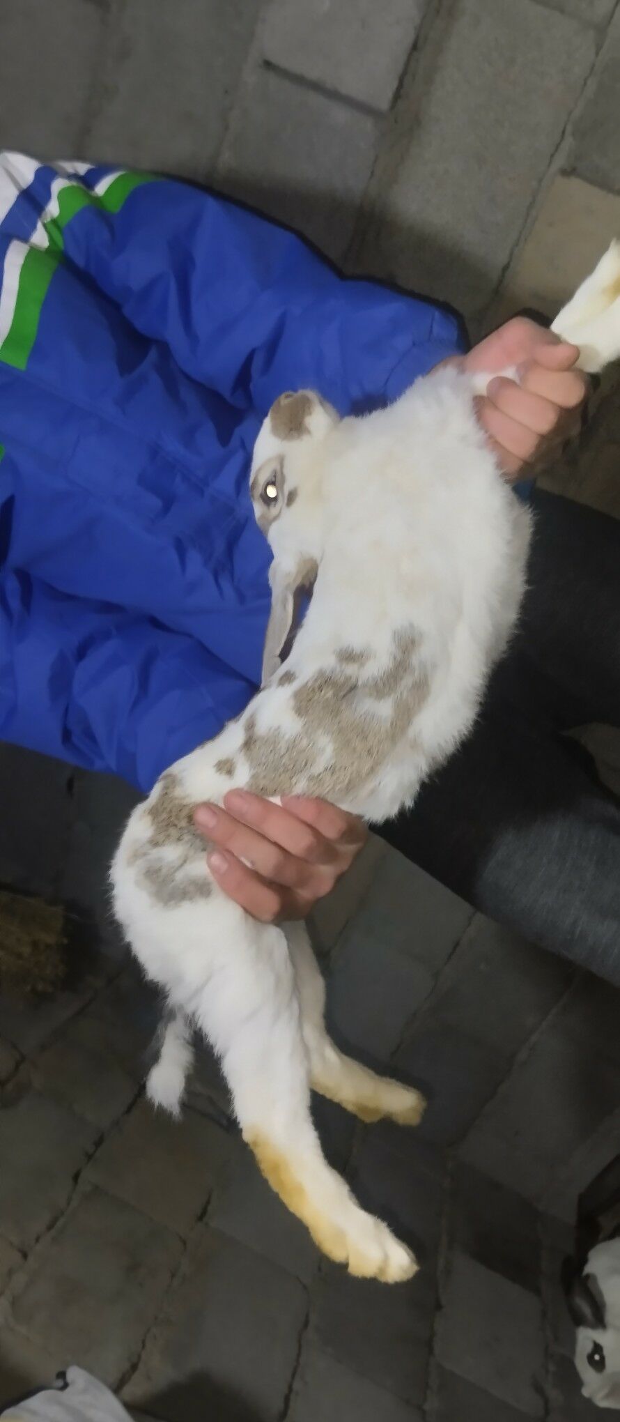 welikan krolik - Bäherden - img 1