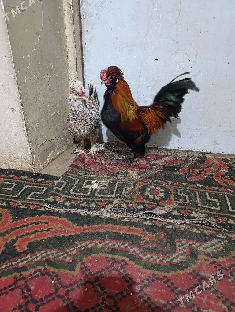 karlik - Туркменабат - img 1