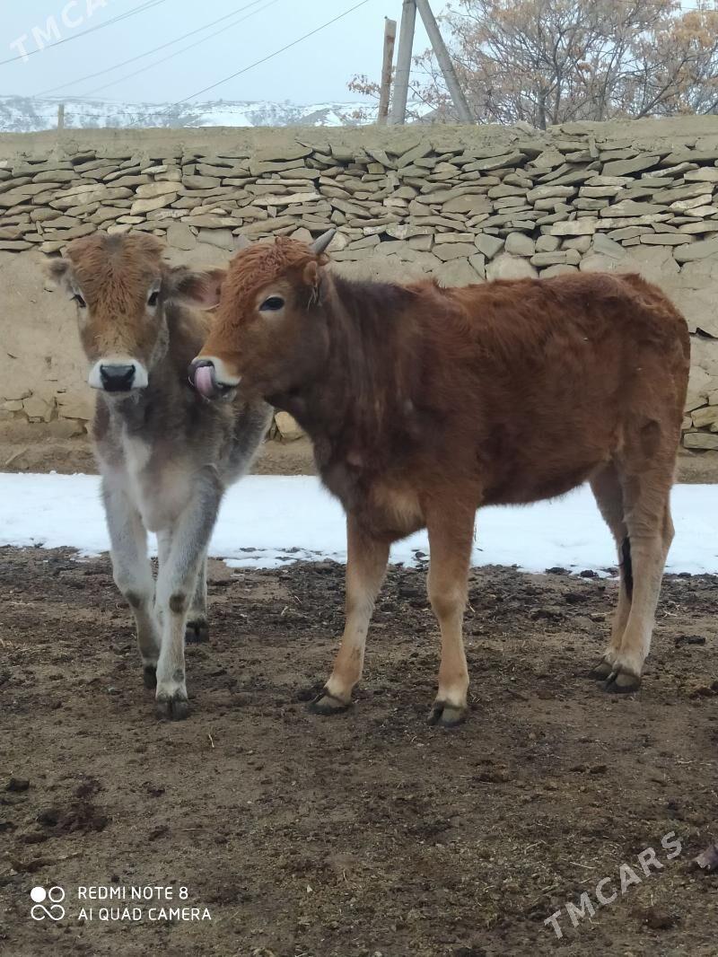 tüwe - Бахарден - img 1