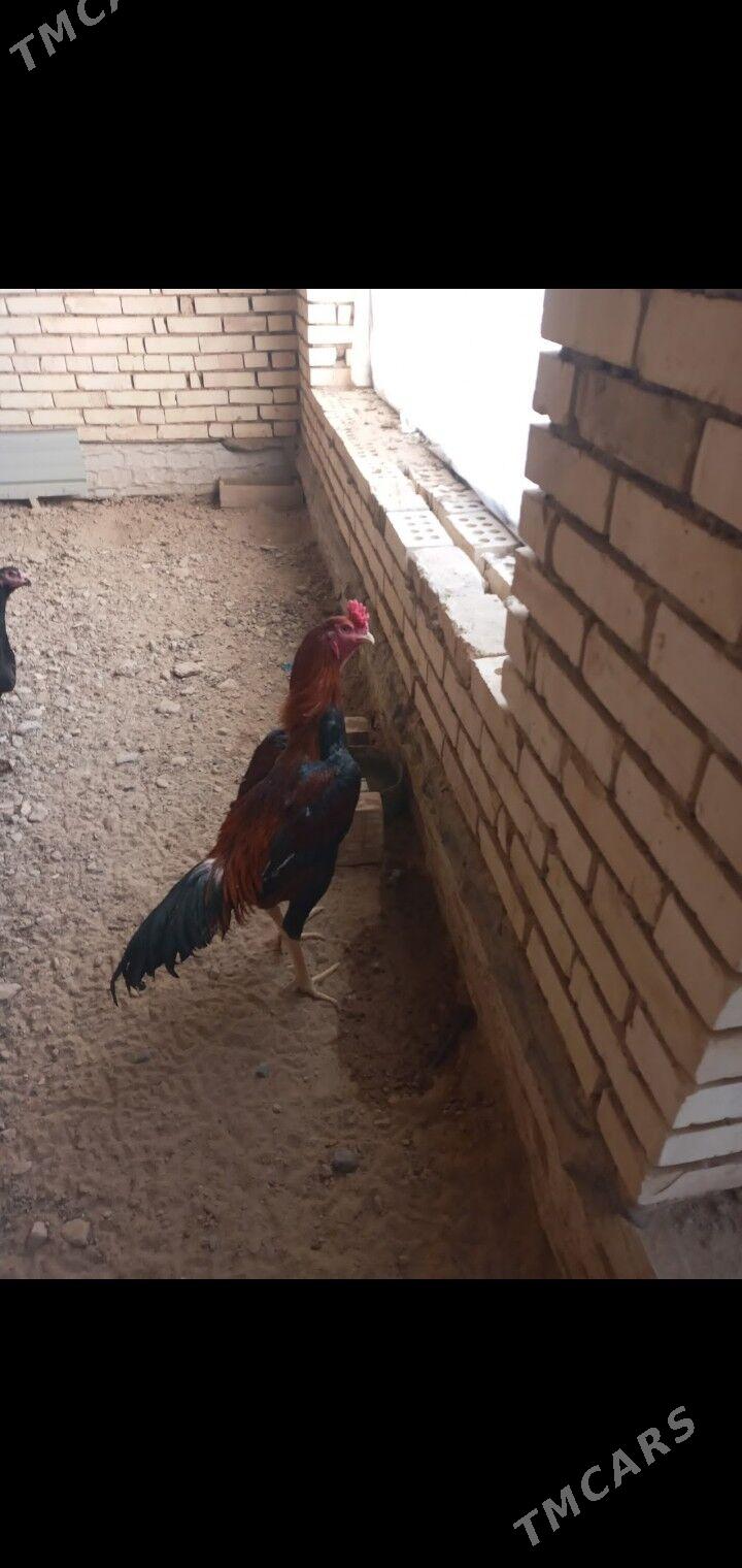 baýes - Мары - img 1