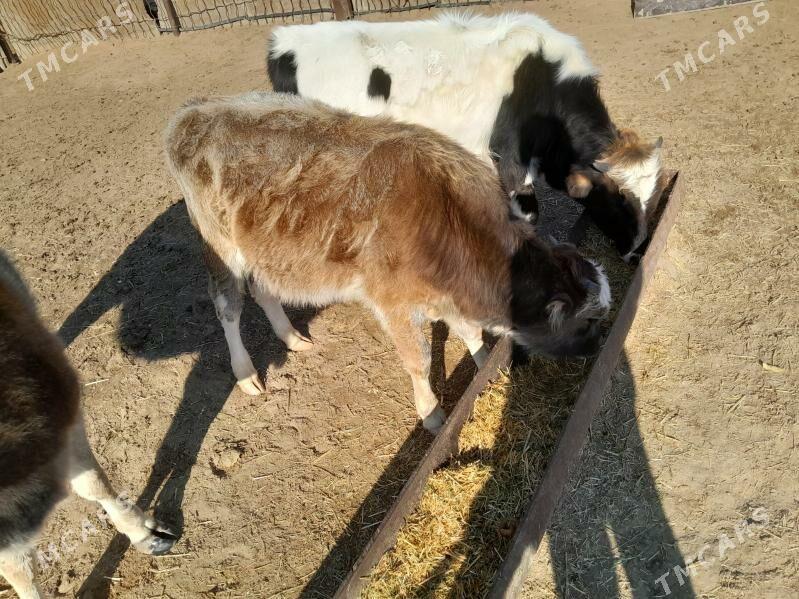 Ökiz - Esenguly - img 1