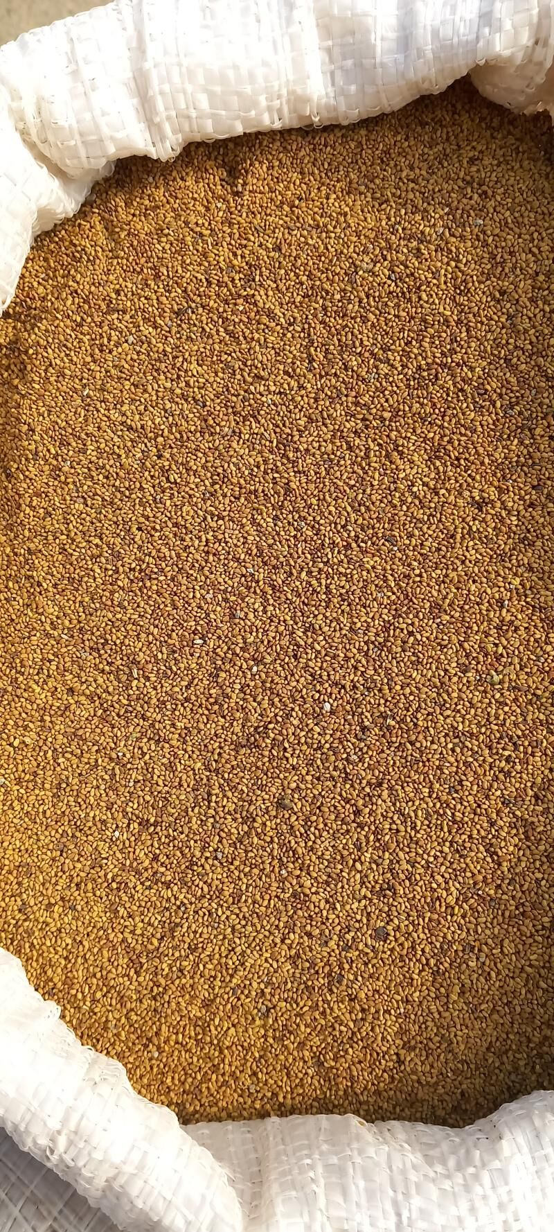 Ýorunja tohym - Bäherden - img 1