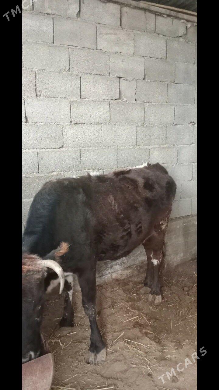 Sygyr - Бузмеин - img 1