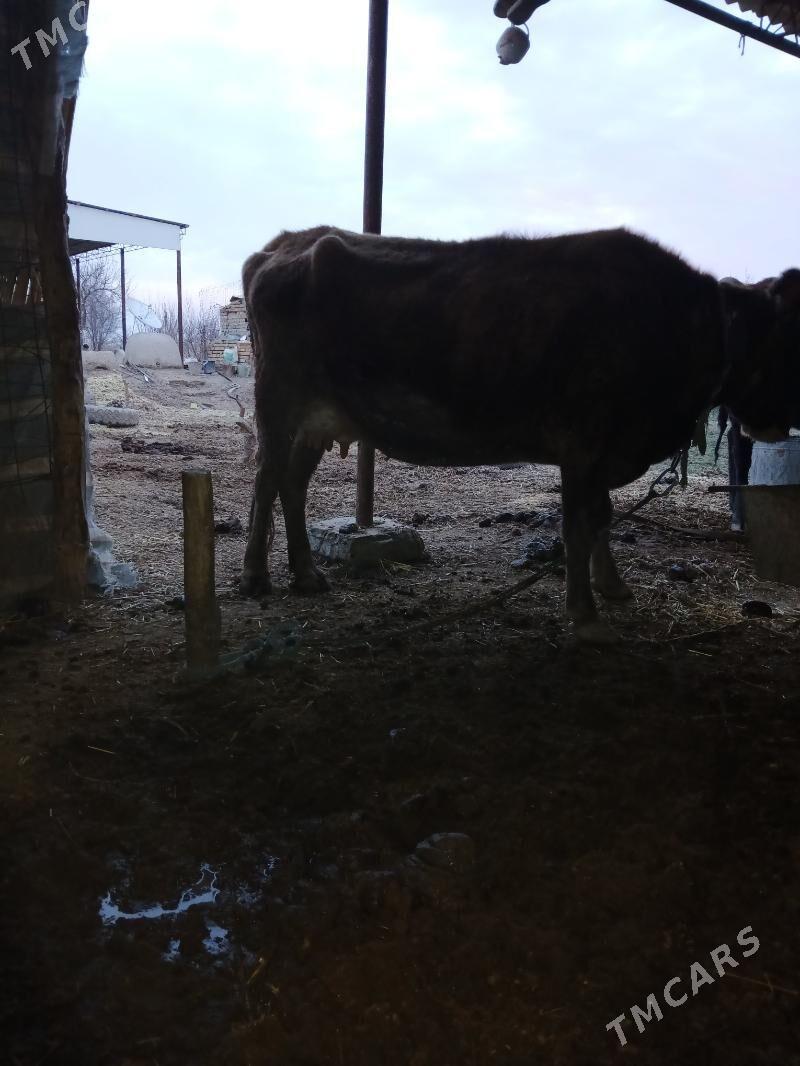 Göleli Sygyr - Türkmengala - img 1