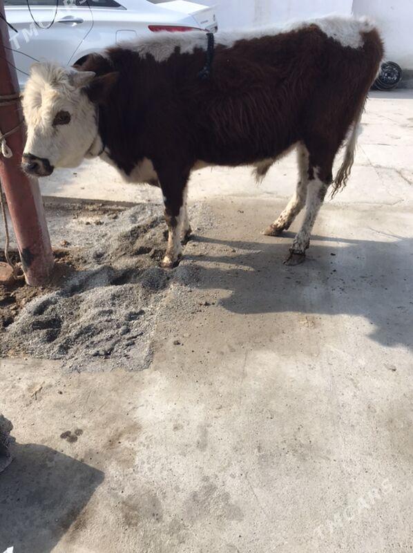 okuz - Garadamak Şor - img 1