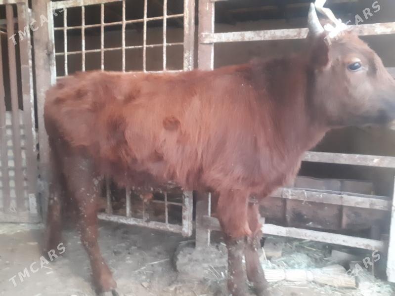 Öküzler 1ýaş 3 aý - Wekilbazar - img 1