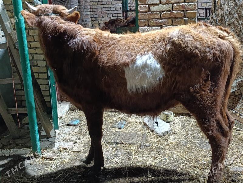 OKUZLER - Türkmenabat - img 1