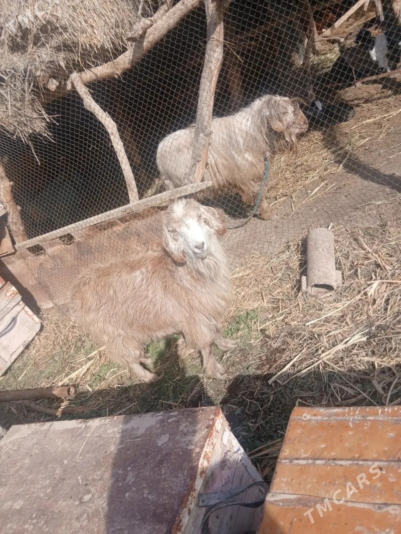 teke we geci - Дянев - img 1