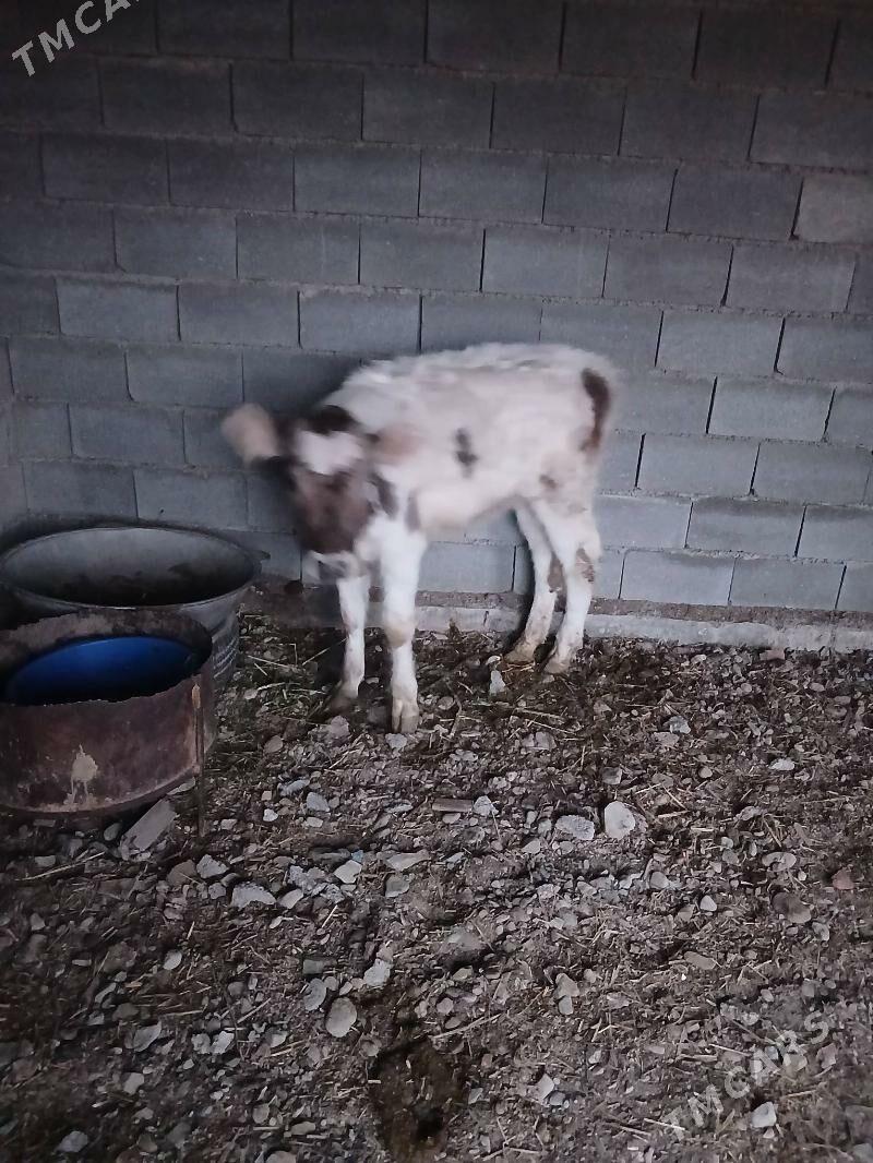 tuwe - Bäherden - img 1